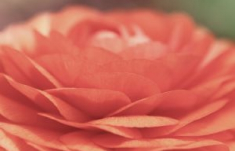 שושי גבאי – סדנת פרחי באך 16