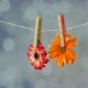 שושי גבאי – סדנת פרחי באך 13