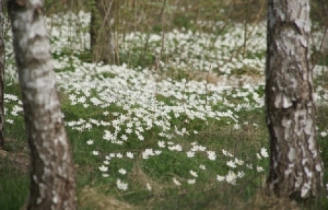 שושי גבאי – סדנת פרחי באך 19