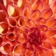 שושי גבאי – סדנת פרחי באך 12