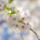 שושי גבאי – סדנת פרחי באך 11