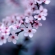 שושי גבאי – סדנת פרחי באך 5