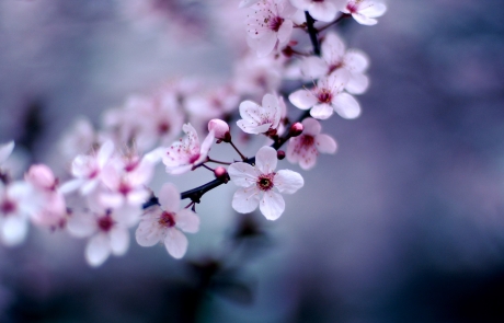 שושי גבאי – סדנת פרחי באך 5