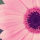 שושי גבאי – סדנת פרחי באך 6