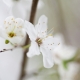 שושי גבאי – סדנת פרחי באך 4