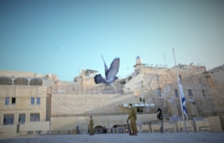 ‘אור מירושלים’ מאת אפרת בזק | ליום הזיכרון לחללי מערכות ישראל ונפגעי פעולות האיבה